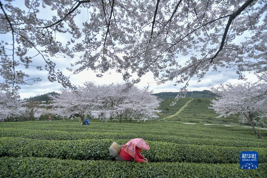 #（經濟）（2）貴州余慶：采摘“明前茶”