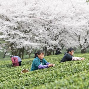 #（經濟）（1）貴州余慶：采摘“明前茶”