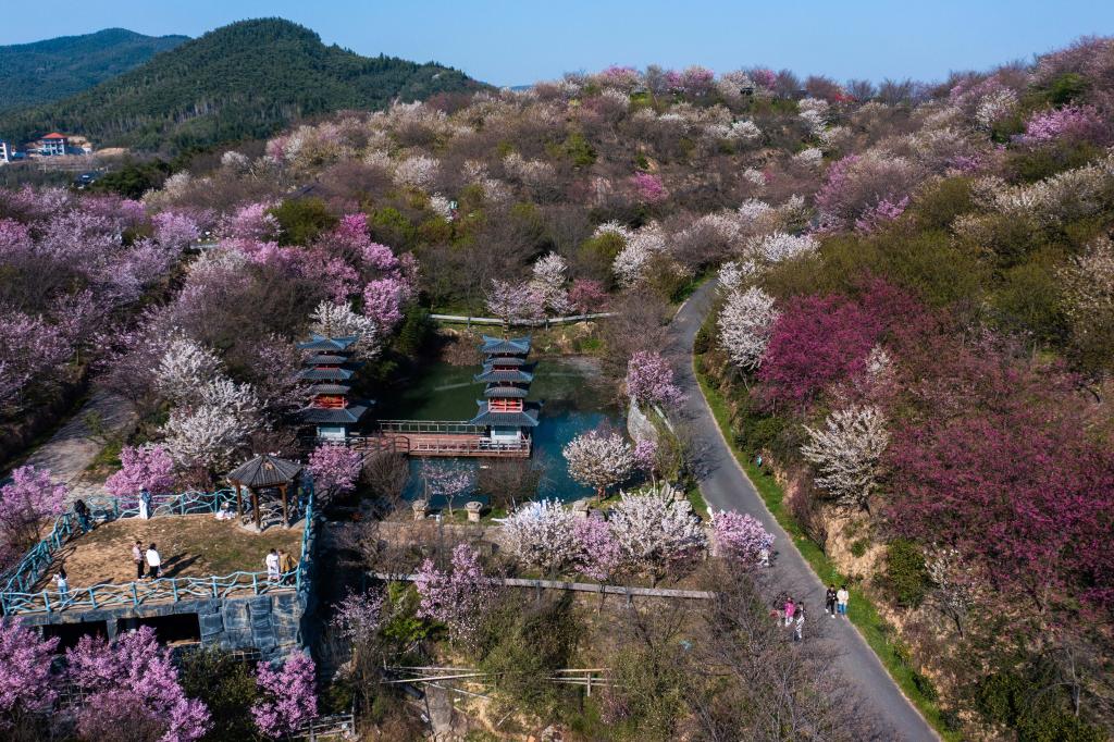 “賞花經濟”助力鄉村振興