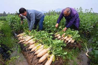 春季蔬菜基地收獲忙