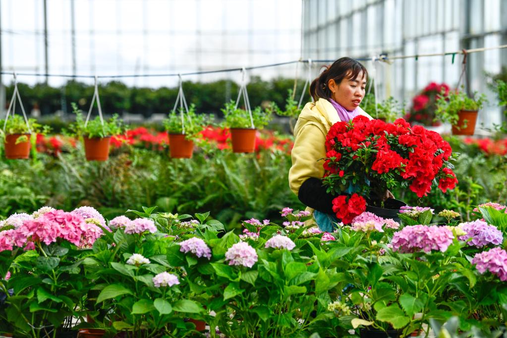 百里杜鵑：花卉產業開出“花樣經濟”