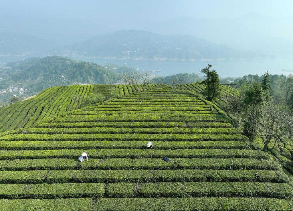 三峽庫區“明前茶”采摘忙