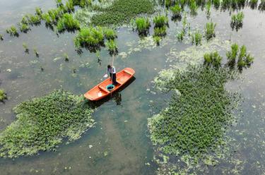 湖南常寧：生態循環種養助增收