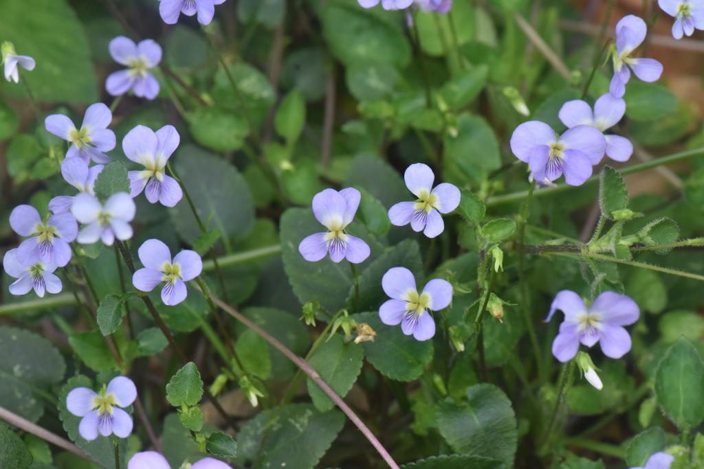 科研人員在廣東河源發現植物新物種