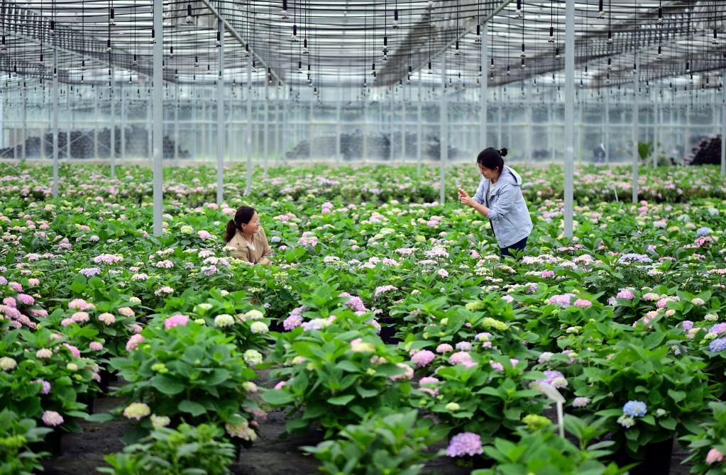 安徽肥西：花卉種植助力鄉村振興