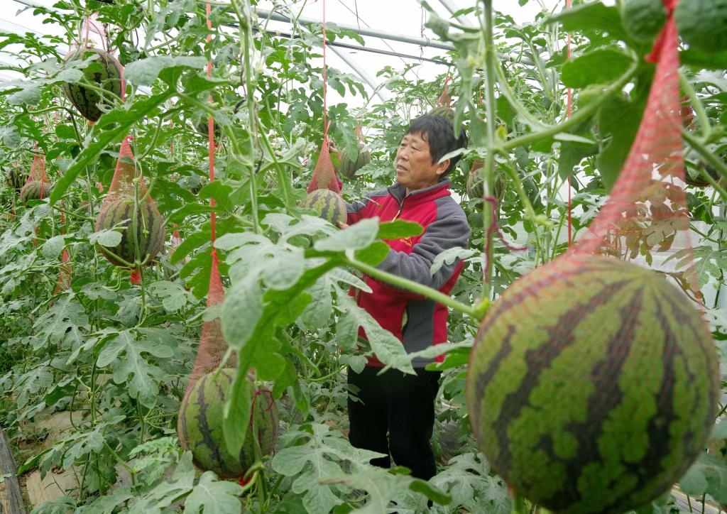 河北新樂：立夏時節瓜果飄香