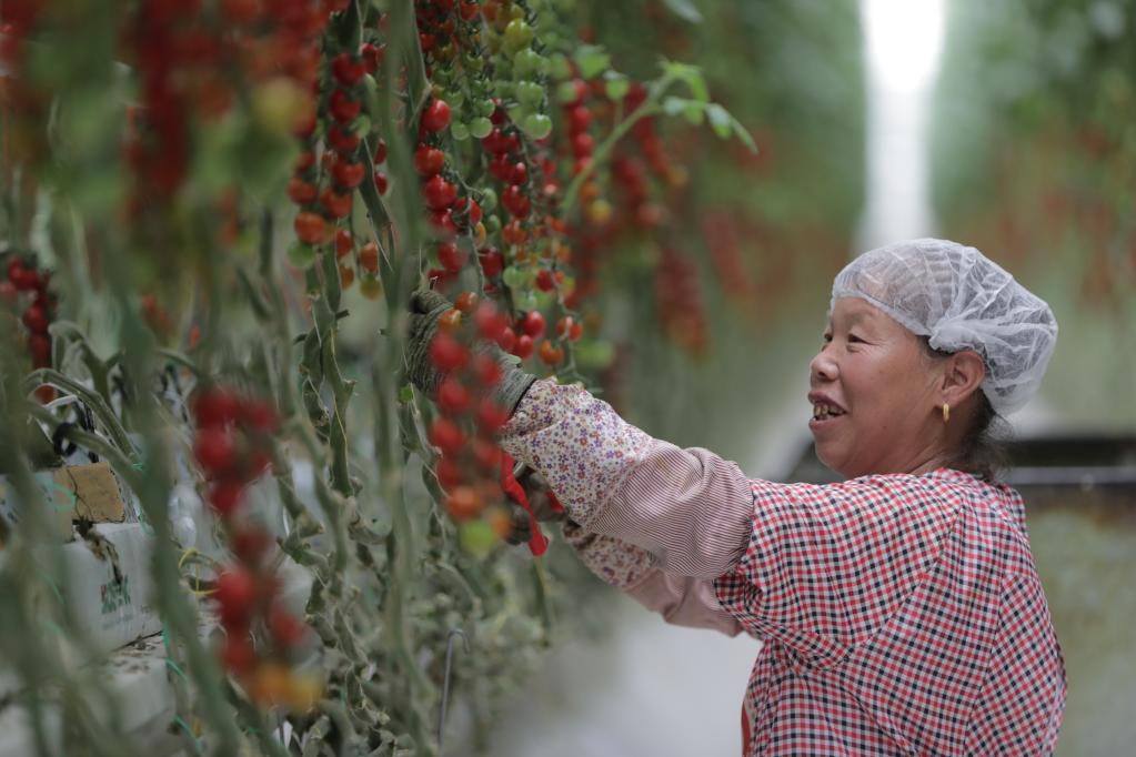 智慧農業助力移民增收