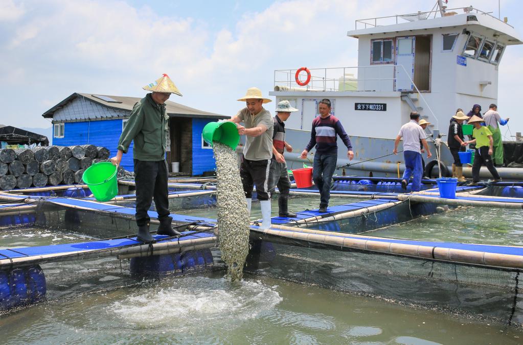 福建寧德：投放大黃魚魚苗