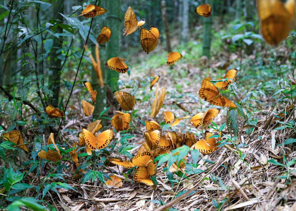 中國·紅河蝴蝶谷迎來蝴蝶大爆發