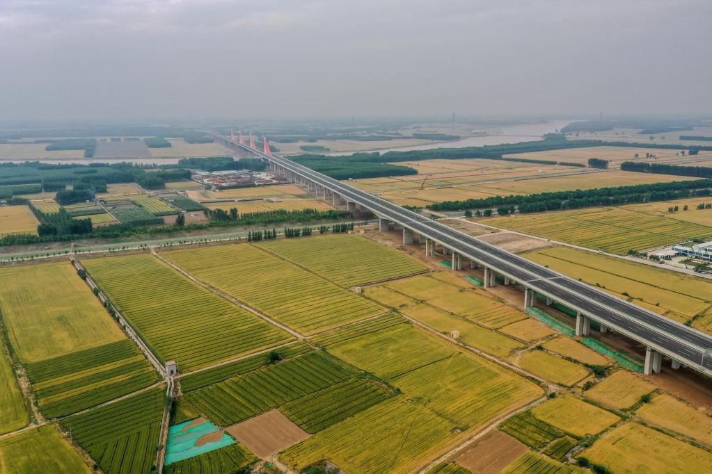 山東濟南：黃河灘區遷建復墾土地小麥收獲在望