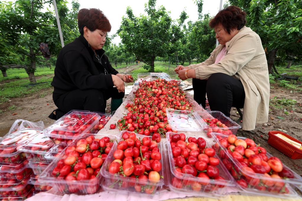 石家莊欒城：孟夏時節采摘忙 果蔬飄香產業旺