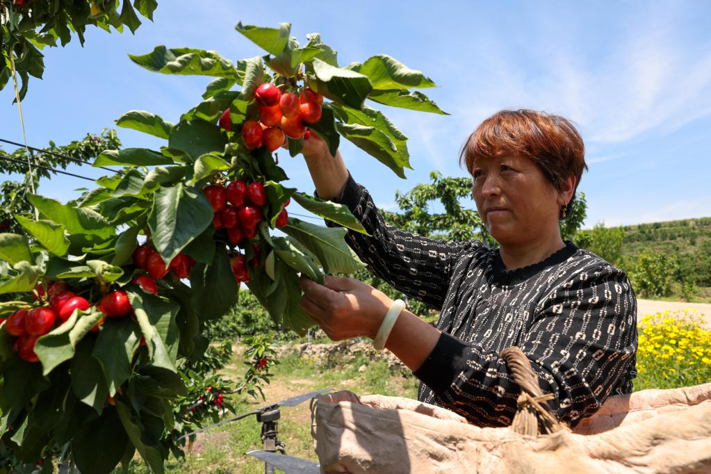 櫻桃小鎮購銷兩旺