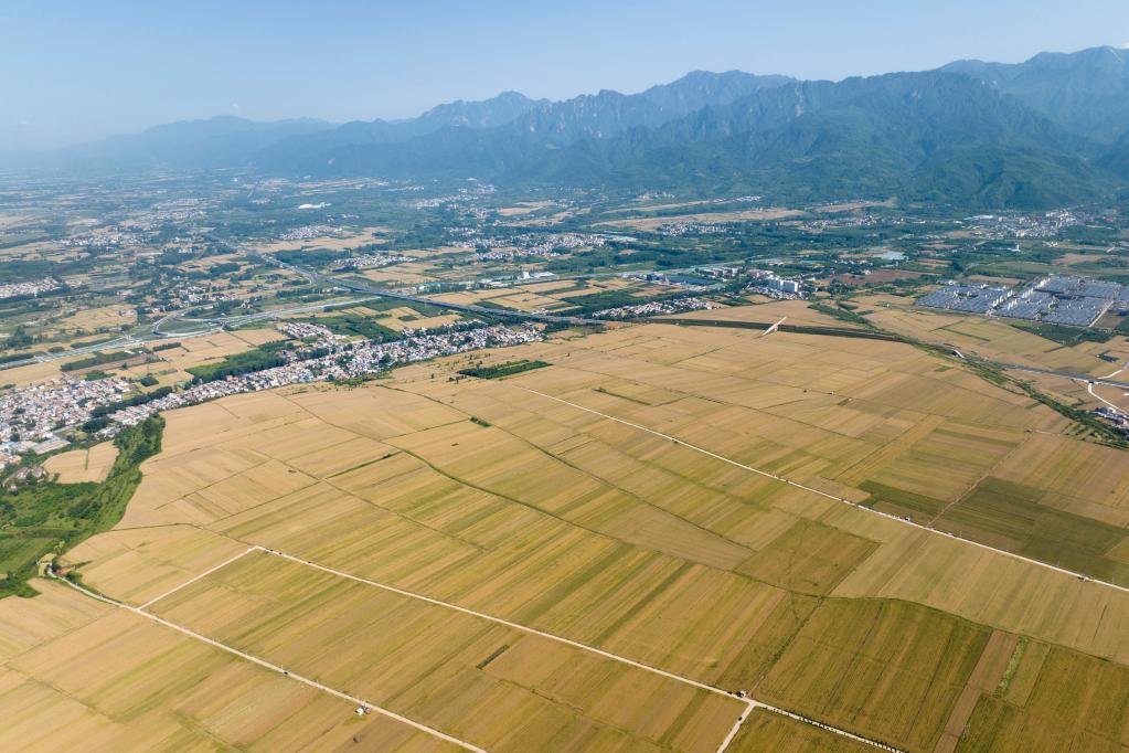 新華全媒+丨陜西關中：搶抓雨歇保夏收