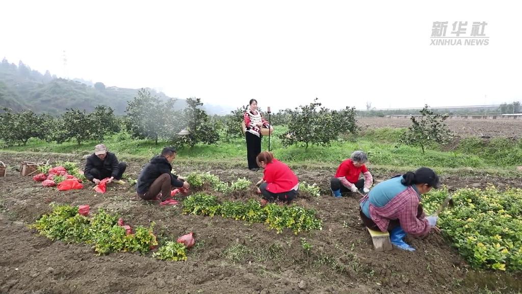 奮進新征程 建功新時代丨環境美日子甜 茅頭園村的振興跑在前