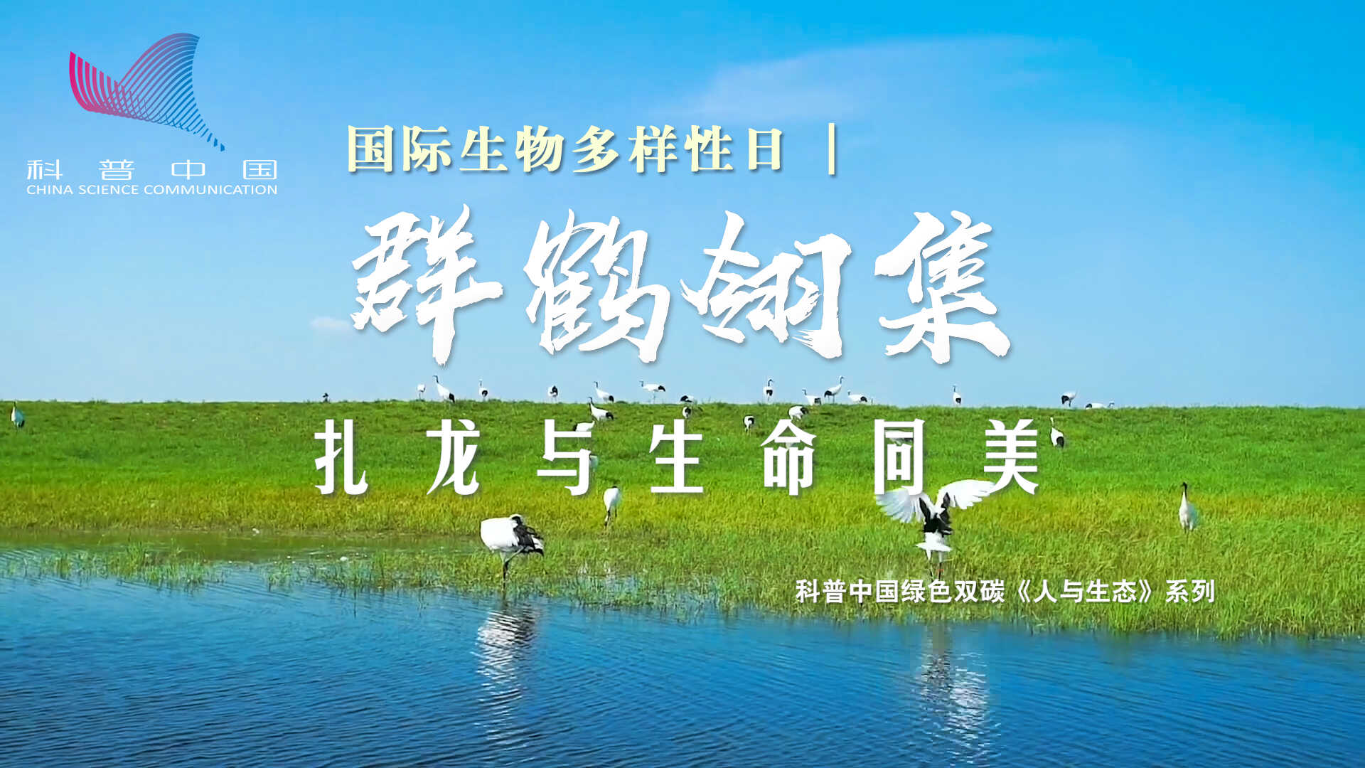 國際生物多樣性日｜群鶴翎集 扎龍與生命同美